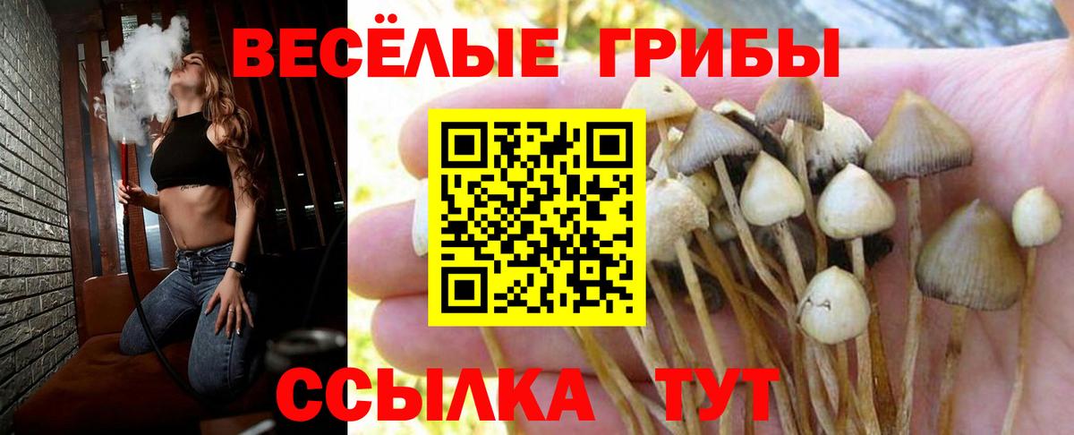 Дятьково  Псилоцибиновые грибы MAGIC MUSHROOMS  Вход с VPN 